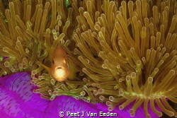 Clown fish by Peet J Van Eeden 